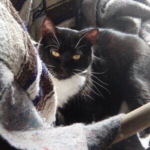 Cat-Friendly Home >^..^< A Cat Lady's Tribute To Her Past & Present Fur-Babies